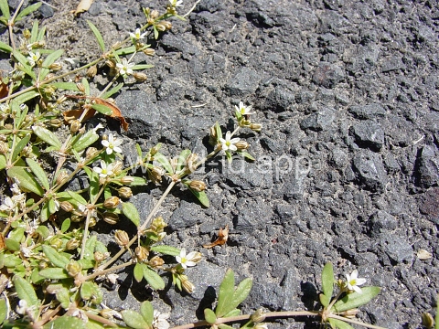 carpetweed